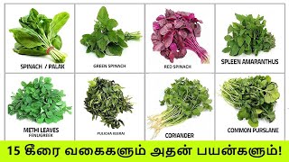 TOP 15 கீரை வகைகளும் அதன் பயன்களும்  Keerai Vagaigal And Benefits In Tamil  Greens amp Spinach Types [upl. by Mapel]