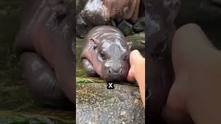 Moo Deng TikToks Adorable Pygmy Hippo Star Faces Safety Concerns [upl. by Petie]