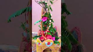 Sheerabdhi dwadhashi  tulasi kalyanam chesamu 🙏🏻✨ tulasikalyanam dwadashi sheeradwadashi [upl. by Saretta]