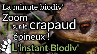 Minute Biodiv  ZOOM sur le CRAPAUD ÉPINEUX bufo spinosus [upl. by Ecyar]