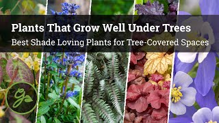 Plants That Grow Well Under Trees  8 Best Shade Loving Plants for TreeCovered Spaces [upl. by Eilrebma]