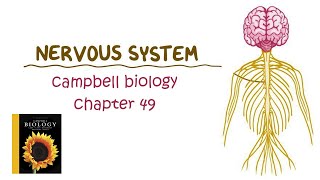 Campbell biology chapter 49 the nervous system part 3 [upl. by Aglo]