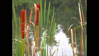 Cattails For Sale [upl. by Trebla]