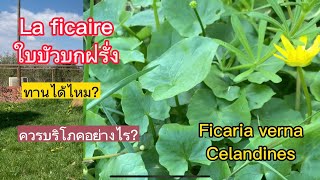 เก็บผักอยู่ฝรั่งเศสฤดูใบไม้ผลิ2023 ใบบัวบกฝรั่ง Ficaria verna กินได้ไหม มีคำตอบ [upl. by Pena317]