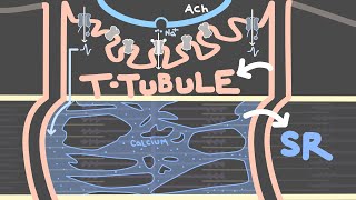 Excitation Contraction Coupling and the Neuromuscular Junction  Skeletal Muscle Contraction [upl. by Oznola646]