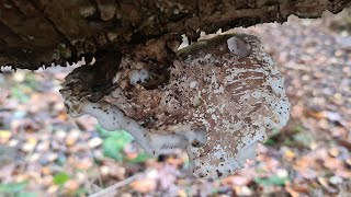 Walking about in Farleigh Woods Live 29102024  Mobile Stream 822 [upl. by Adnohryt]