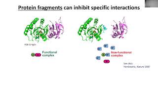 Massively parallel discovery of peptides to inhibit cellular protein interactions [upl. by Orna]