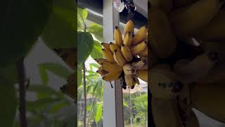 Homegrown NamWah Bananas in Florida [upl. by Aniryt]