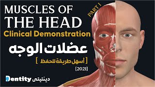 تشريح عضلات الرأس  Muscles of The Head amp Neck  Part 1 [upl. by Moore691]