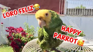 LORO HABLANDO Y CANTANDO  HAPPY PARROT [upl. by Sloane]