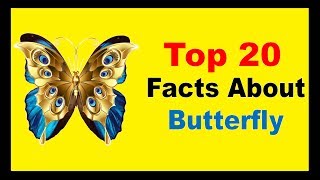 Butterfly  Facts [upl. by Mosora]