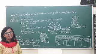 Food preference in tribolium for BSc part 3 Zoology practical [upl. by Aneeuq]