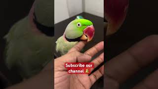 तोते की चोच parrot amazingfacts animals amazingtalkingparrot petbird viral macaw birds [upl. by Urissa905]