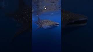 Whale Shark Power Unleashed🐋⚡️🦈shorts youtubeshorts shortsfeed shortvideo viralvideo trending [upl. by Fowler]