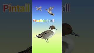 pintail duck callpintail ki awaz duck sound hunting birdssubscribe [upl. by Nnylkoorb976]