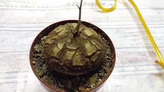 СЛОНОВЬЯ НОГА ДИОСКОРЕЯ Dioscorea elephantipes [upl. by Asa]