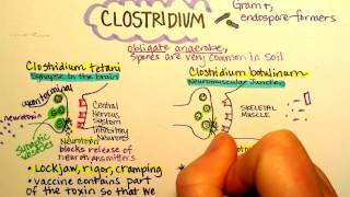 Clostridium botulinum Botulism [upl. by Lachus]