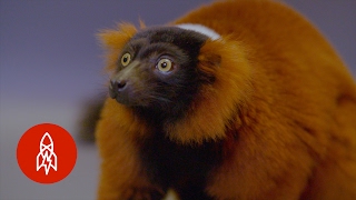 The Red Ruffed Lemur and Its Shrinking World [upl. by Leciram427]