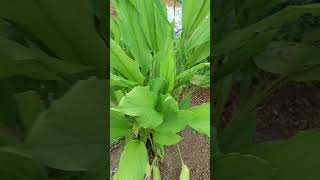 Turmeric Curcuma longa is a perennial rhizomatous plant Family Zingiberaceae [upl. by Zita]