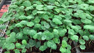 Growing NASTURTIUM Microgreens [upl. by Carbo]