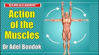 Action of the Muscles and Movements of the Joints Dr Adel Bondok [upl. by Yance]