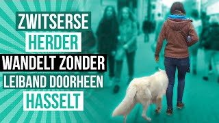 Zwitserse Herder wandelt zonder leiband doorheen Hasselt [upl. by Casie903]