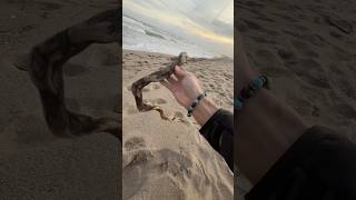 Tempête à la plage 😨 partie 2 nature vlog humour wild exploration [upl. by Hahcim288]