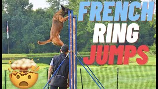 INSANE K9 AGILITY FRENCH RING JUMPS  BELGIAN MALINOIS  ANDY KRUEGER [upl. by Elyssa]