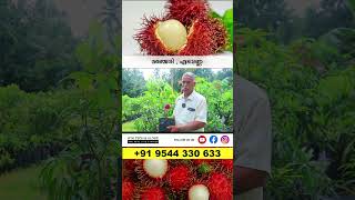 Rambutan N18 ₹300 amp Kalpathy Sapota Fruit ₹400 exotic [upl. by Kcirrag]