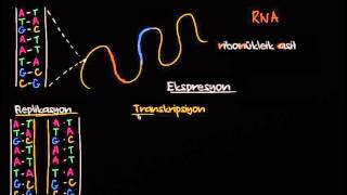 DNA Replikasyonu RNA Transkripsiyonu ve Translasyonu Biyoloji [upl. by Toms]