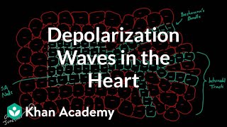 Depolarization waves flowing through the heart  NCLEXRN  Khan Academy [upl. by Garvy]