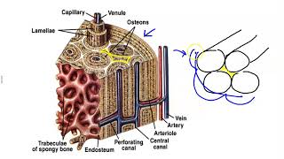 Microscopic Structure of Bone [upl. by Ecnaret247]