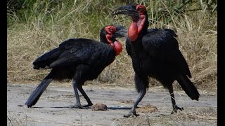 Birds of Saadani National Park [upl. by Rosol]