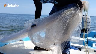 Sin buenos resultados se levanta la veda de camarón en la Bahía Santa María 🦐 [upl. by Groos437]