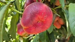 Інжирний нектарин Концеттіна Nectarine Concettina [upl. by Aelyk824]