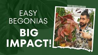 4 Begonias That Prove Everyone Wrong 🌱 Houseplant Heroes 💪 [upl. by Earahs]