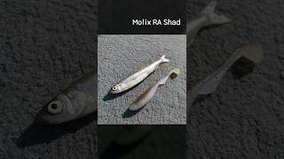 molix RA Shad 몰릭스 [upl. by Alle691]