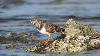 Ruddy Turnstone Voltapietre Arenaria interpres [upl. by Annaiv]