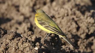 Western Yellow Wagtail Motacilla flava  נחליאלי צהוב [upl. by Ikir493]