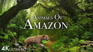 Animals of Amazon 4K  Animals That Call The Jungle Home  Amazon Rainforest Scenic Relaxation Film [upl. by Esnohpla222]