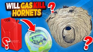 Gasoline vs hornets  gas cup vs wasp nest  will gas kill hornets [upl. by Ahsinnor705]