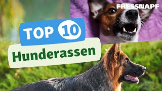 Top 10 Hunderassen [upl. by Cruce]