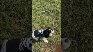 My Cavalier King Charles spaniel is looking real suspicious 👀 suspectchallege dogs ckcs pets [upl. by Vachil]