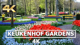 Keukenhof Tulip Gardens in 4K Netherlands [upl. by Light107]