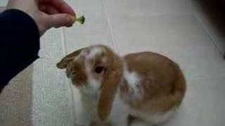 crumble 10 week baby mini lop bunny rabbit [upl. by Eben]