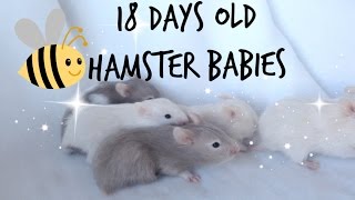 Hamster Babies 18 Days Old  Min Dyreverden [upl. by Anhavas]