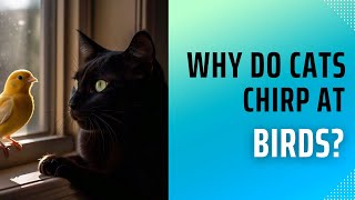 Why Do Cats Chirp at Birds The Fascinating Science [upl. by Omland]