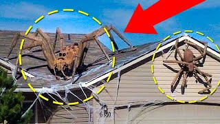 Real Giant Spiders Caught On Camera amp Spotted In Real Life [upl. by Enived]