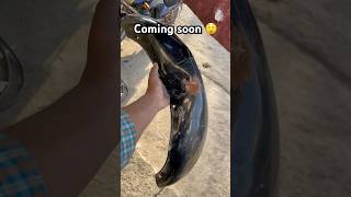 Coming soon 😲 bullet mudguard repair denting dental viralvideo stbikemodified [upl. by Victoir]