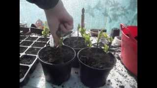 How to Propagate Forsythia from Softwood Cuttings [upl. by Ahsaek]